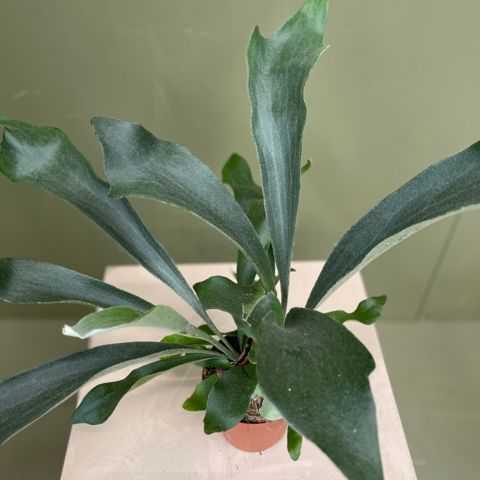 Platycerium