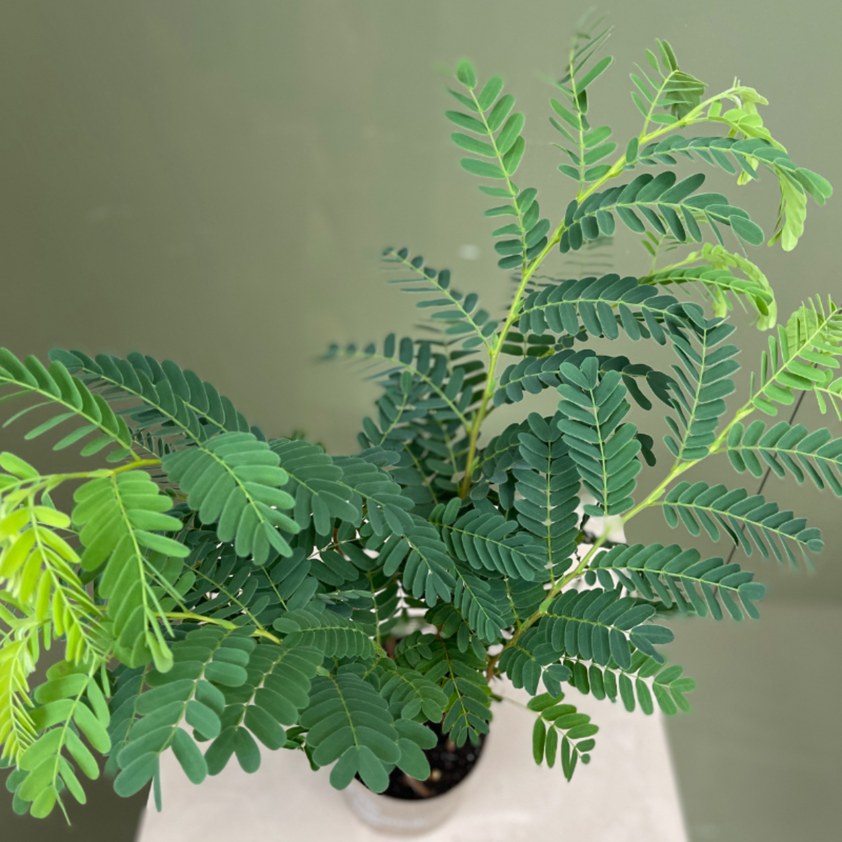 Tamarindus indica