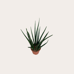 Sansevieria Fernwood