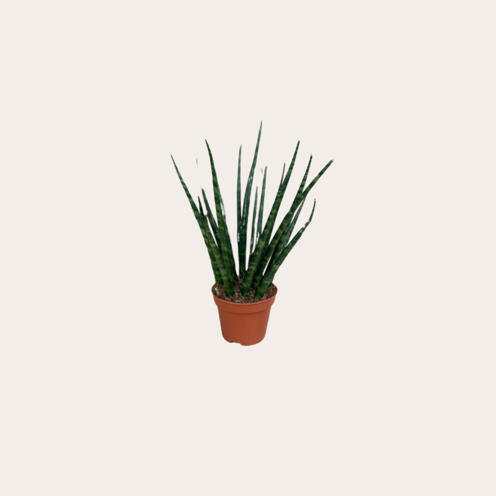 Sansevieria Fernwood
