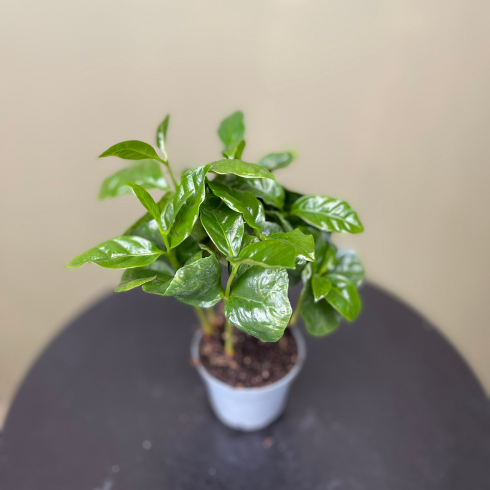 Coffee (koffieplant) arabica - mini