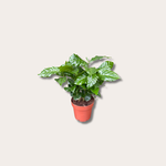 Coffee (koffieplant) arabica - M