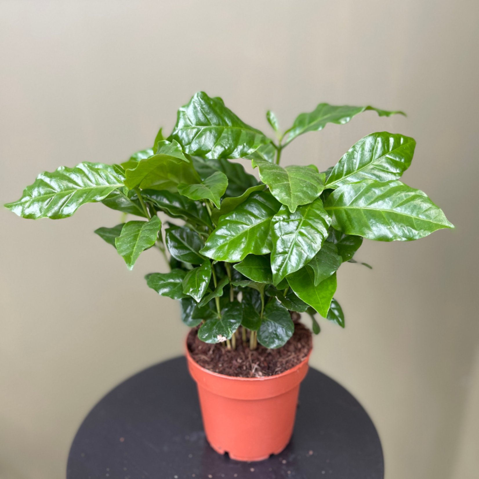 Coffee (koffieplant) arabica - M