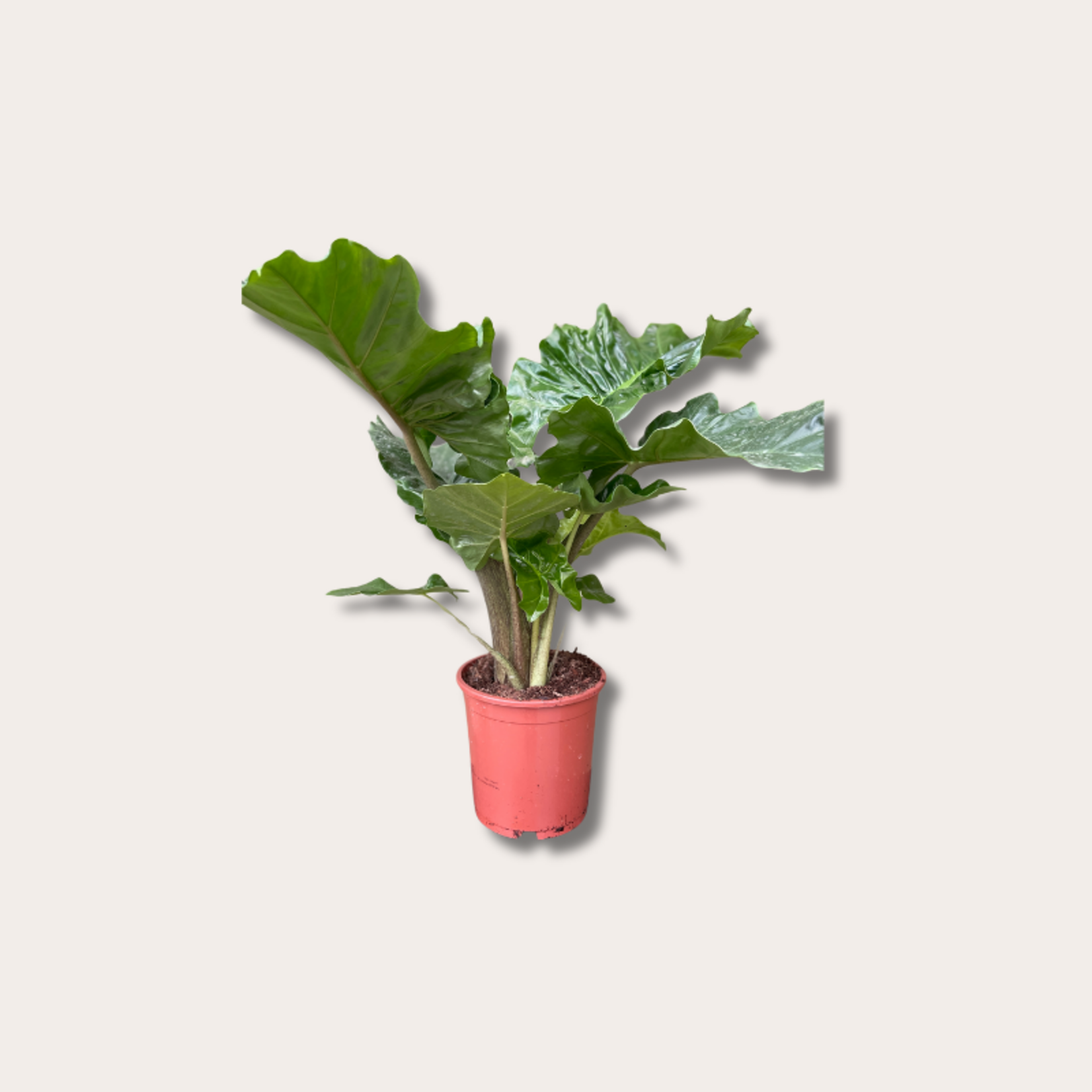 Alocasia 'Low rider'