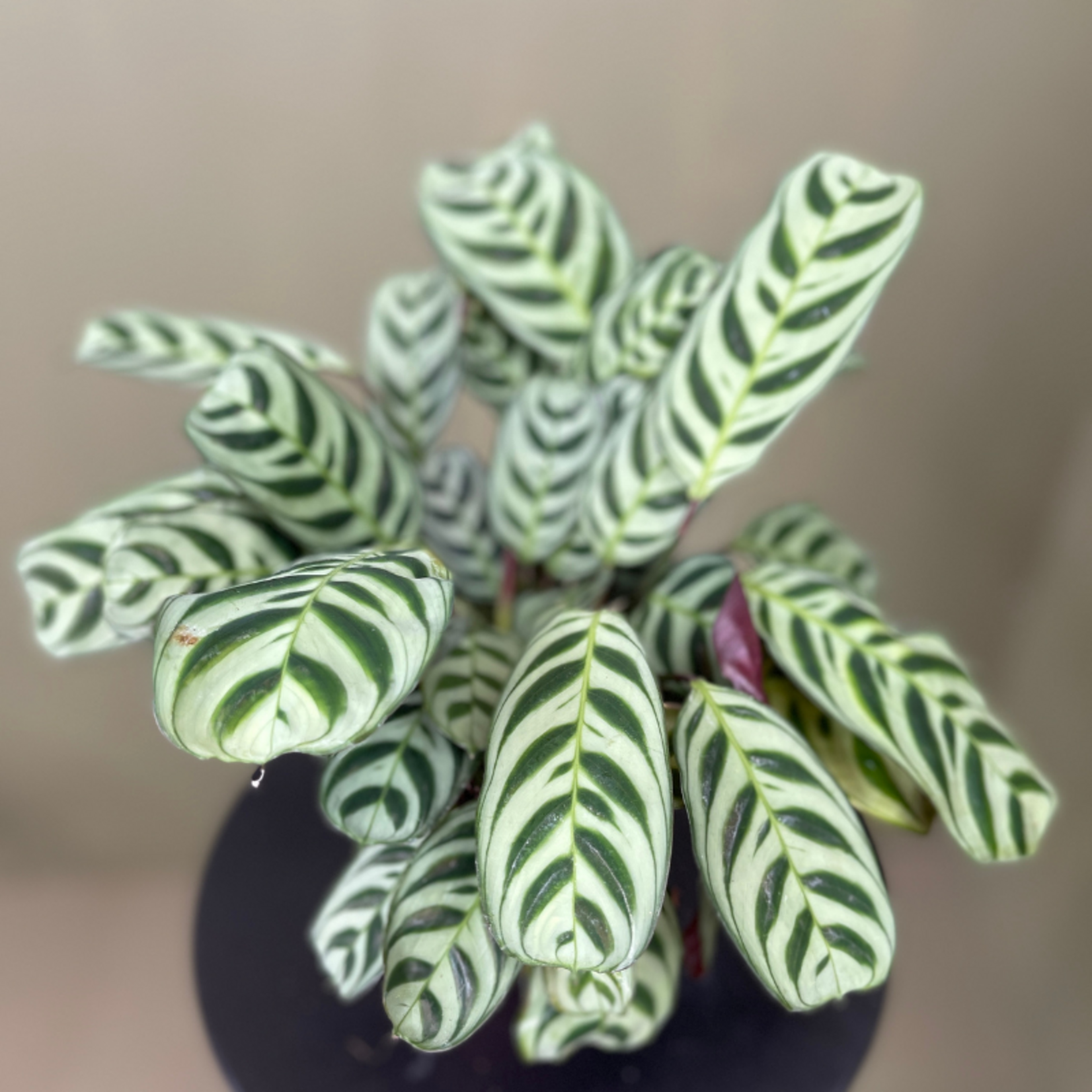 Ctenanthe burle marxii