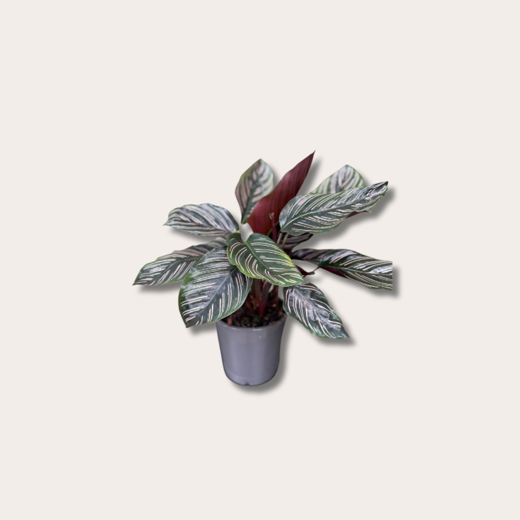 Calathea sanderiana