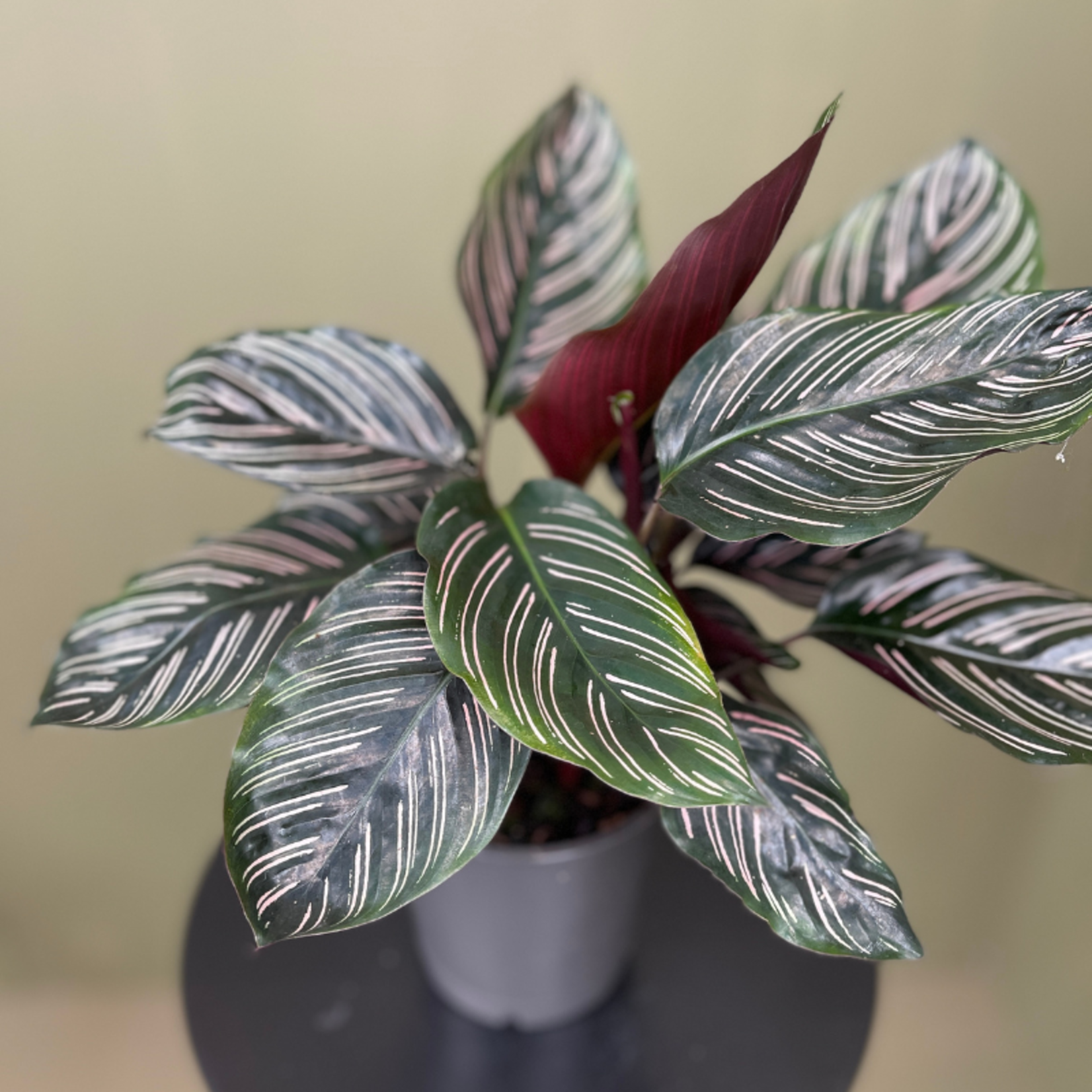 Calathea sanderiana