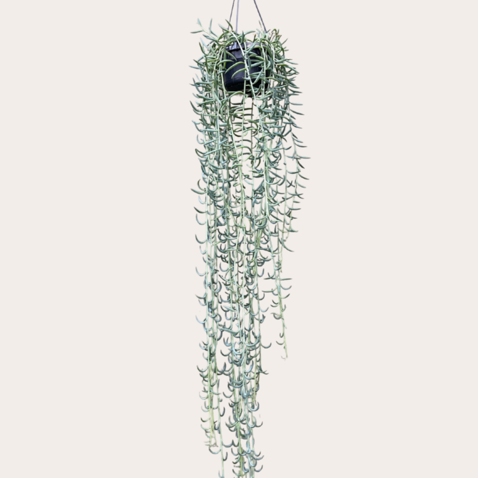 Senecio radicans XL