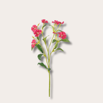 Zijden bloem - Dianthus - fuchsia