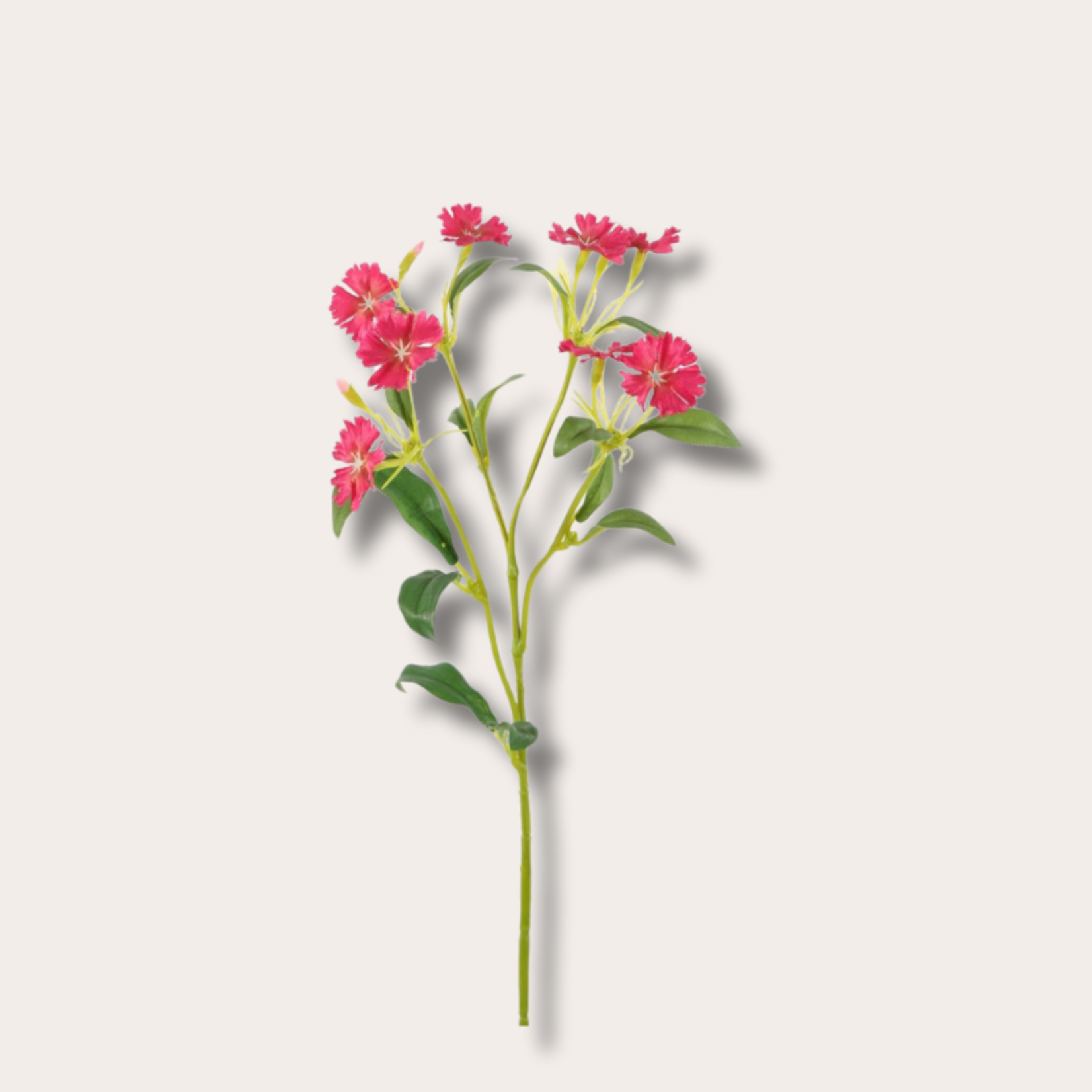 Zijden bloem - Dianthus - fuchsia