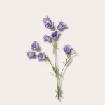 Zijden bloem - Campanula- lila