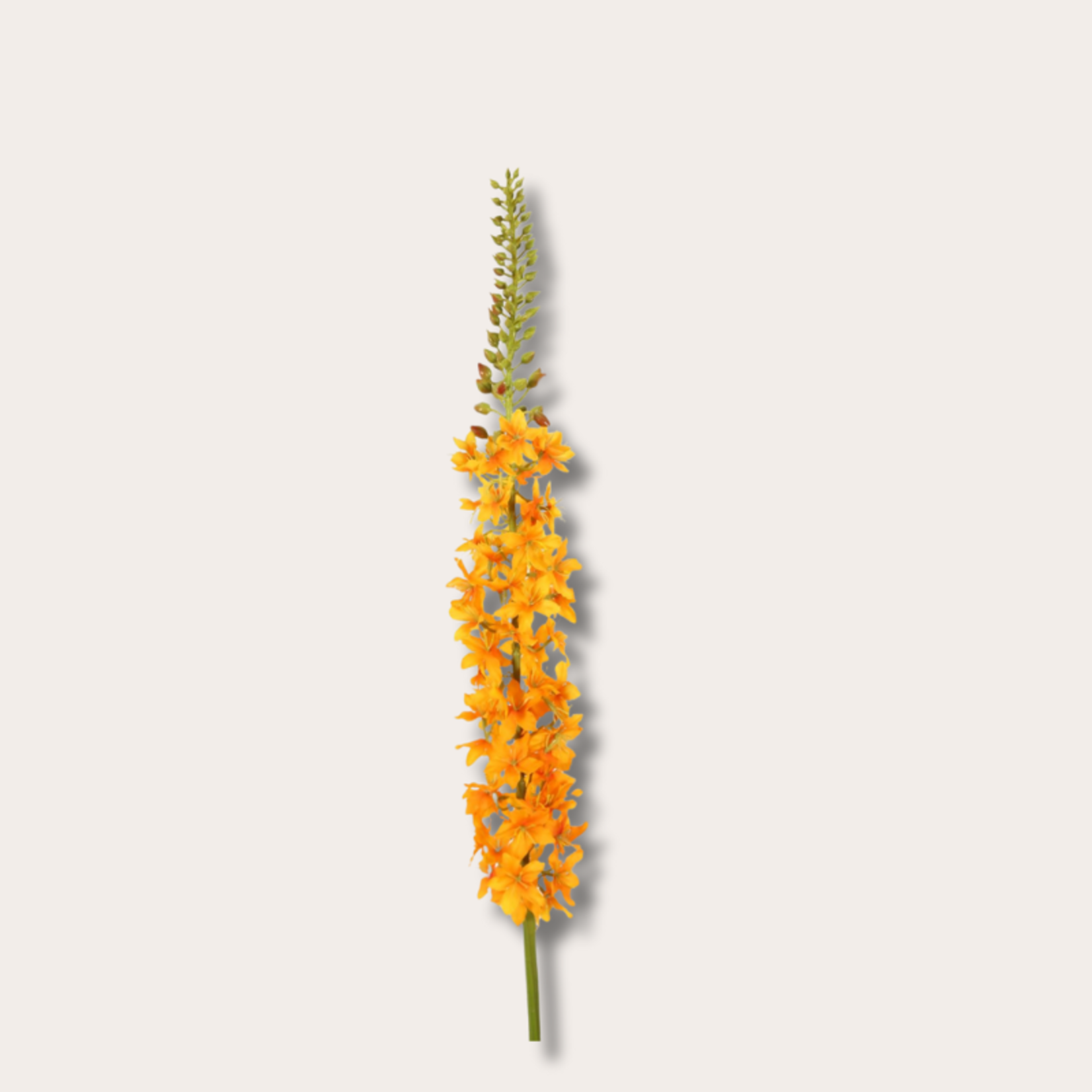 Zijden bloem - Eremurus - oranje