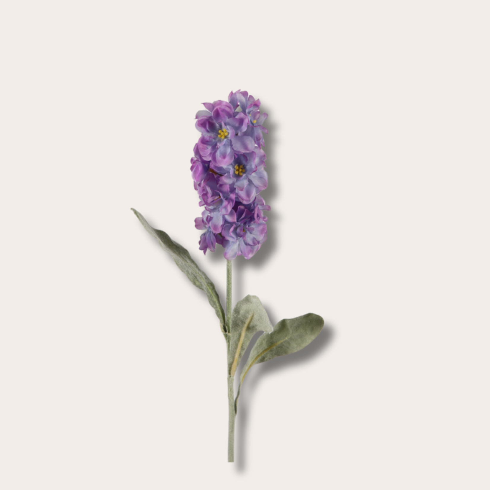 Zijden bloem - Matthiola - paars