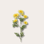 Zijden bloem - Madelief - geel