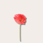 Zijden bloem - Poppy spray enkel - koraal