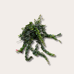 Aeschynanthus - Twister