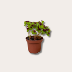 Oxalis Deppel