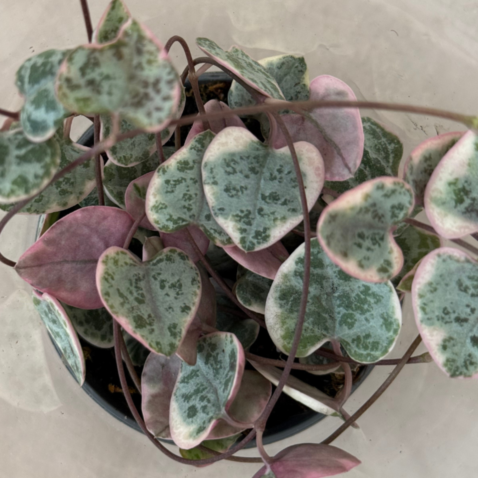 Ceropegia woodii - mini - Variegata
