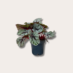 Begonia BD Magic Colours Fedor