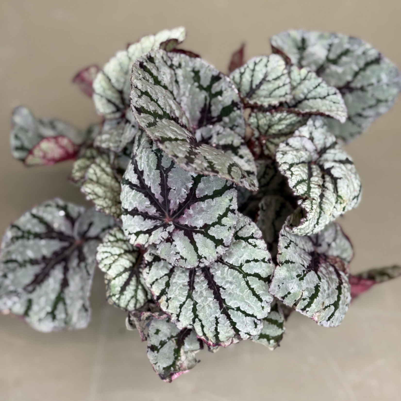 Begonia BD Magic Colours Fedor