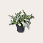 Murdannia Loriformis Bright Star