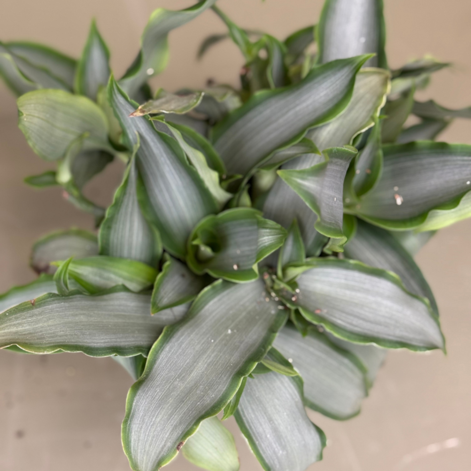 Murdannia Loriformis Bright Star