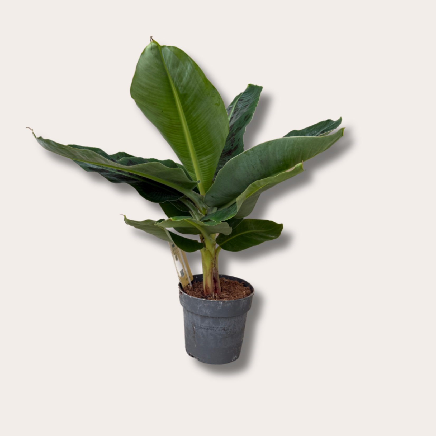 Musa - Tropicana - M