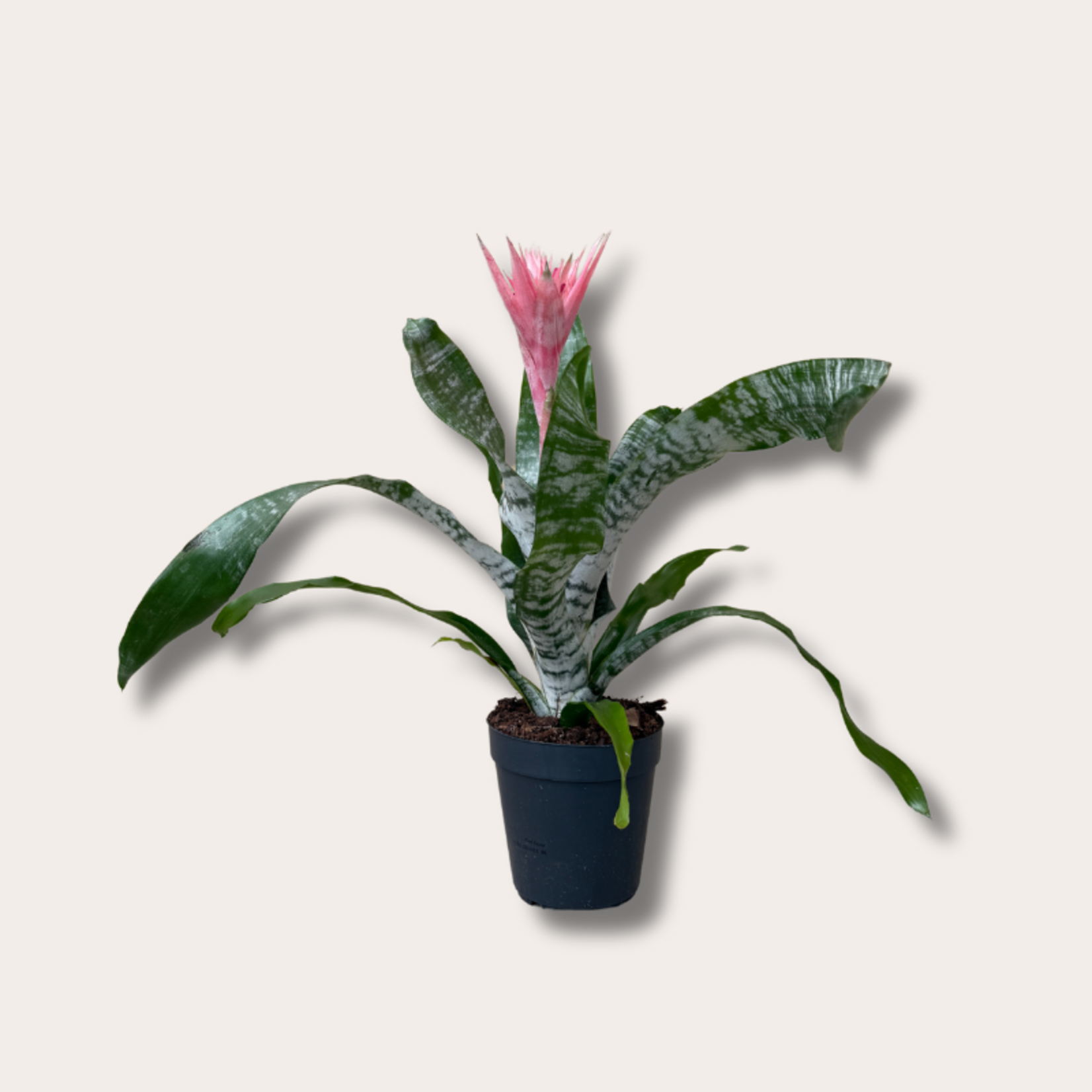 Aechmea - Fasciata - Primera