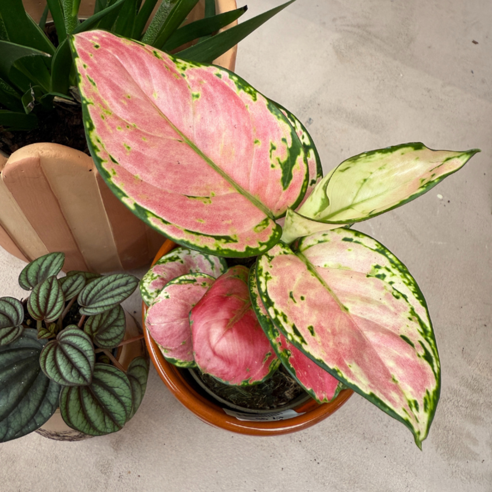 Aglaonema Easycare