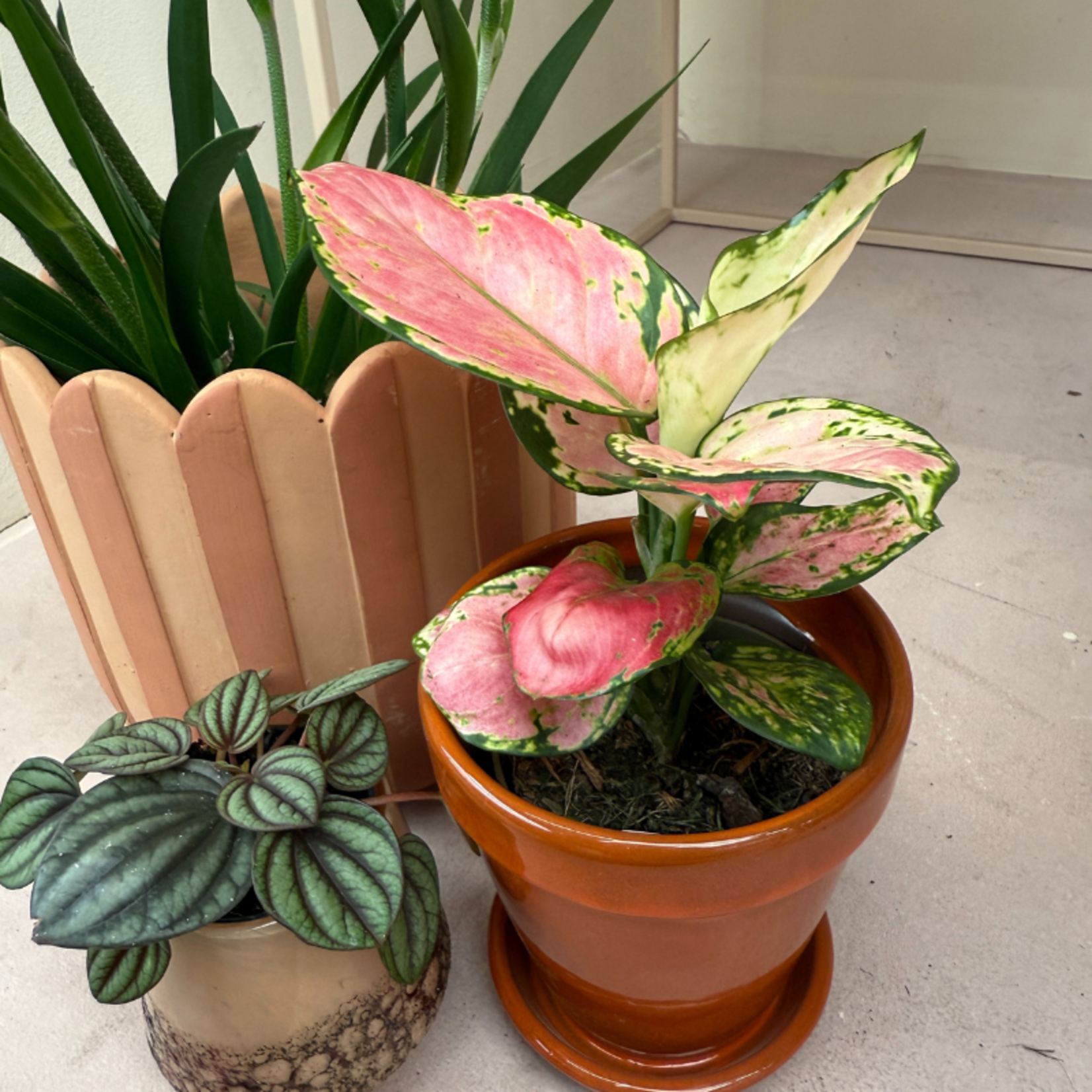 Aglaonema Easycare