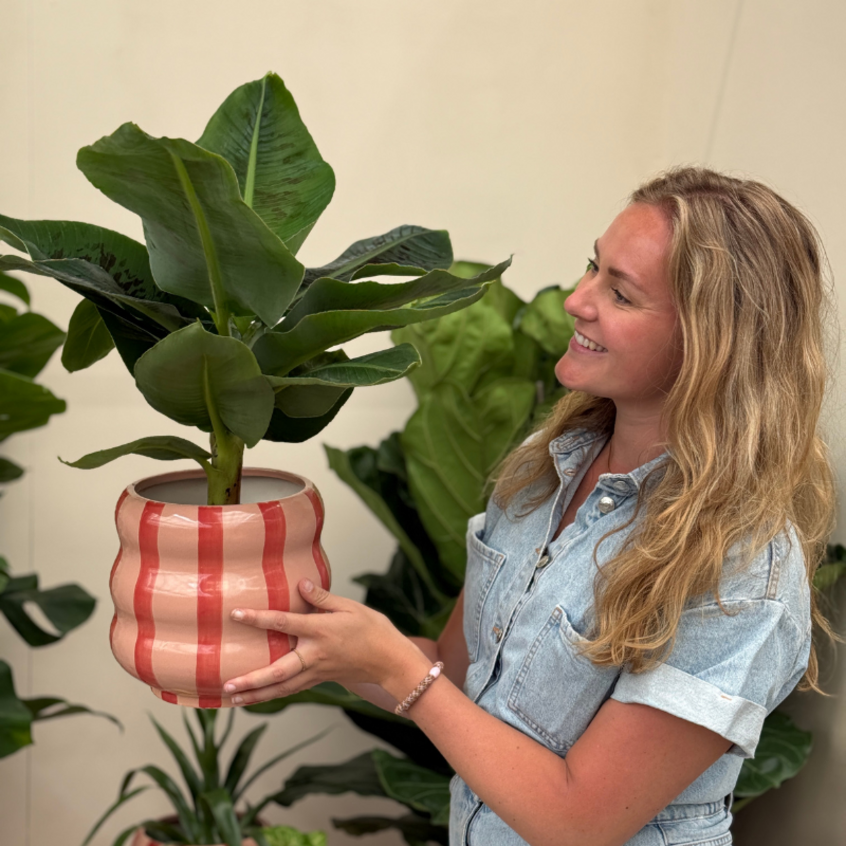 Musa - Tropicana - M