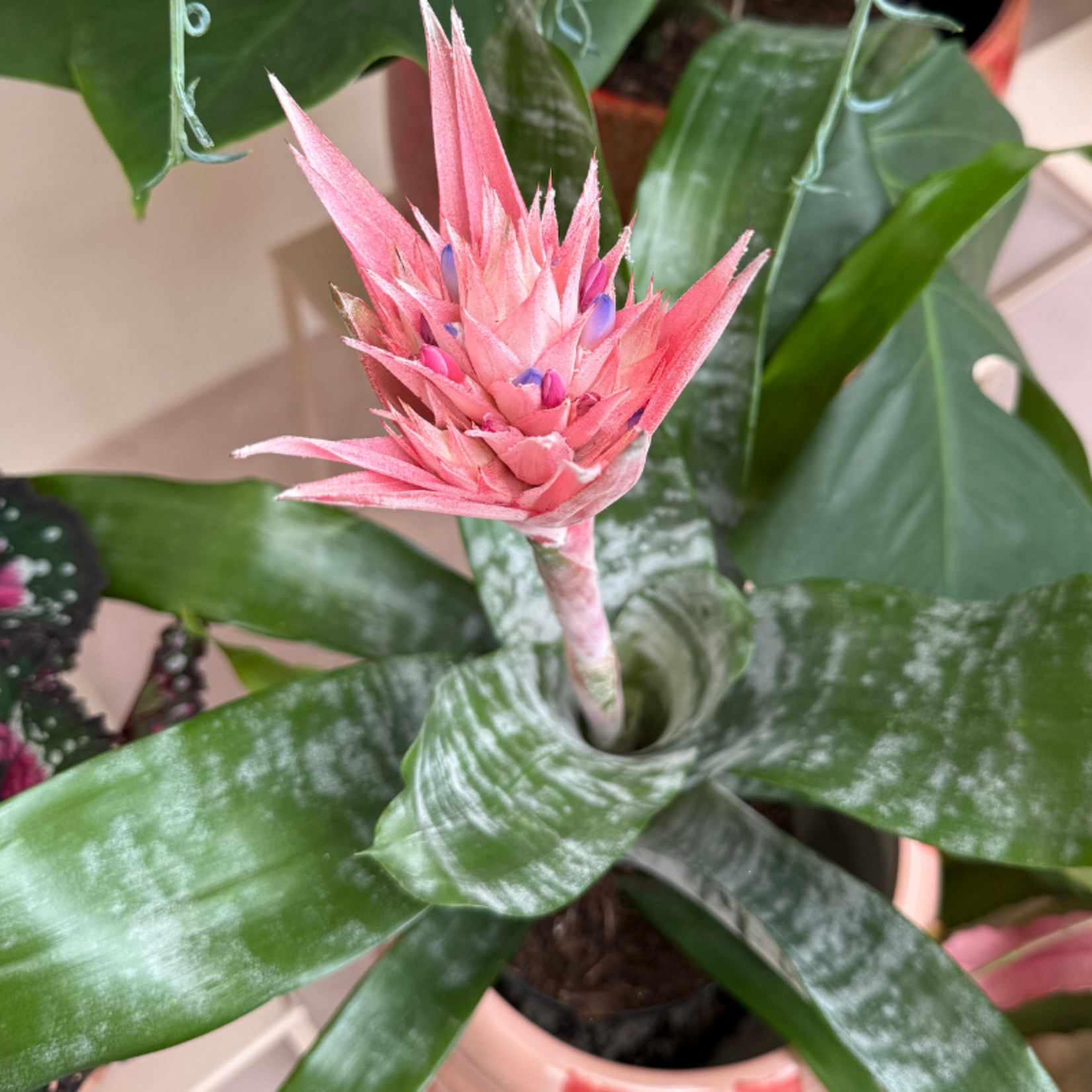 Aechmea - Fasciata - Primera