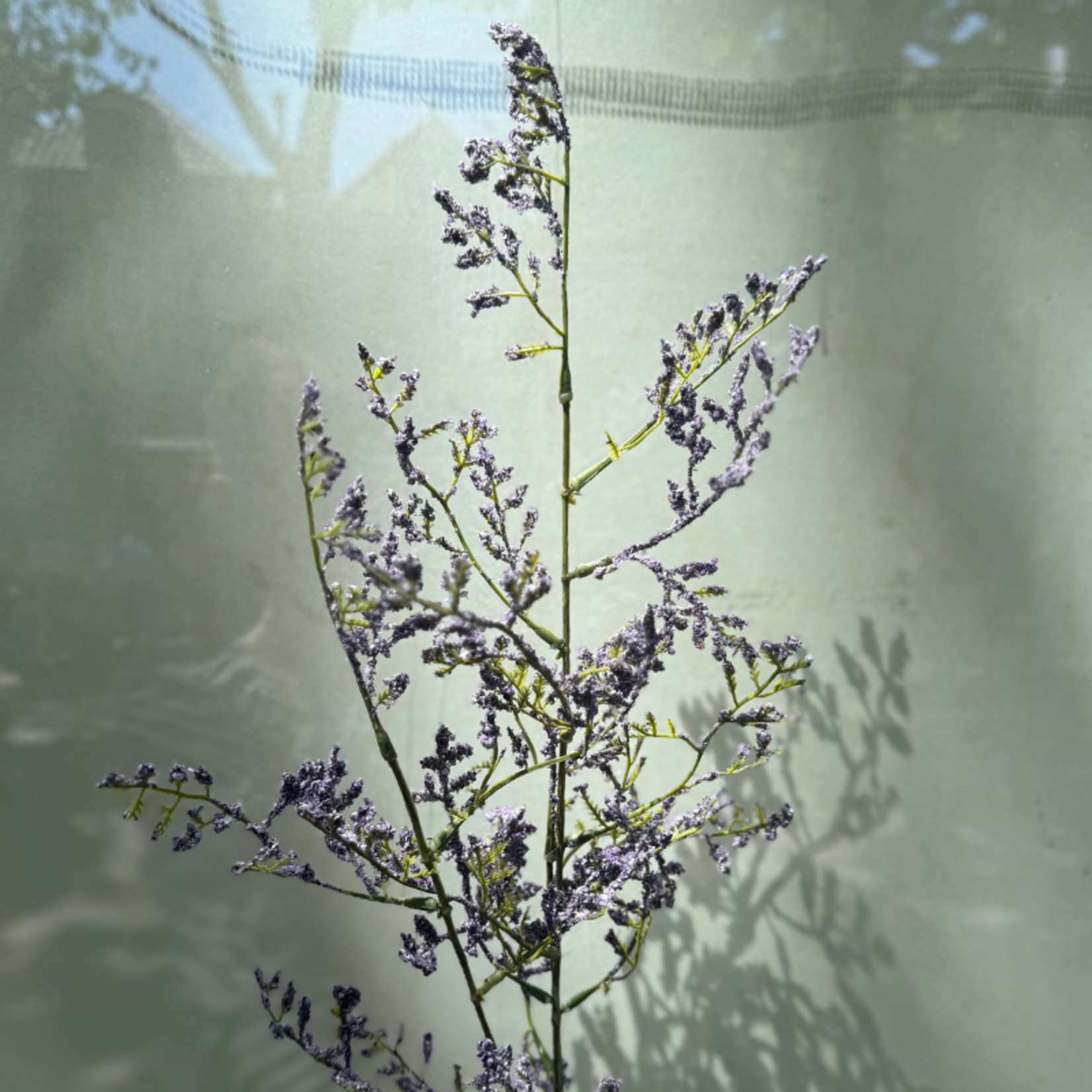 Zijden bloem - Limonium - paars