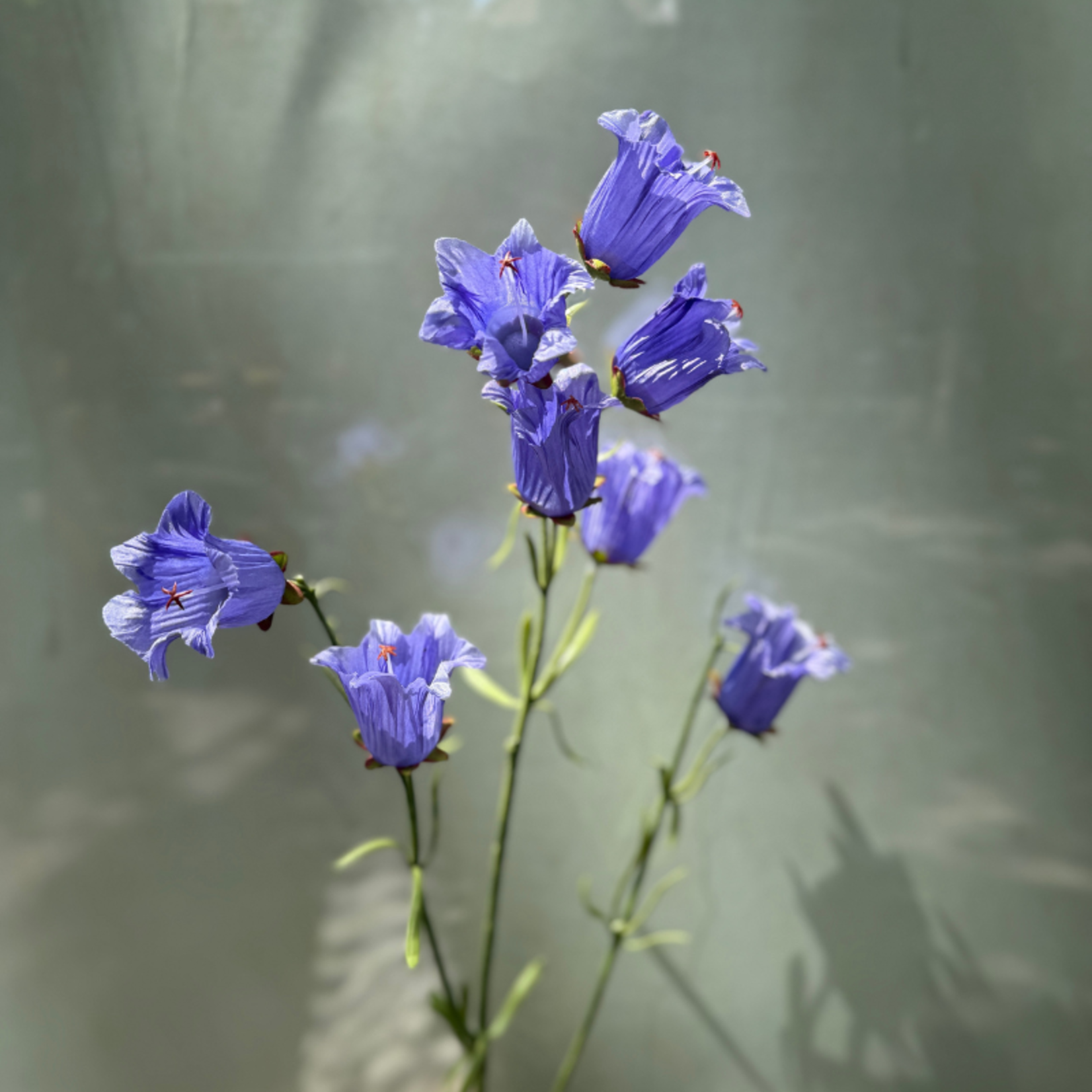 Zijden bloem - Campanula- lila