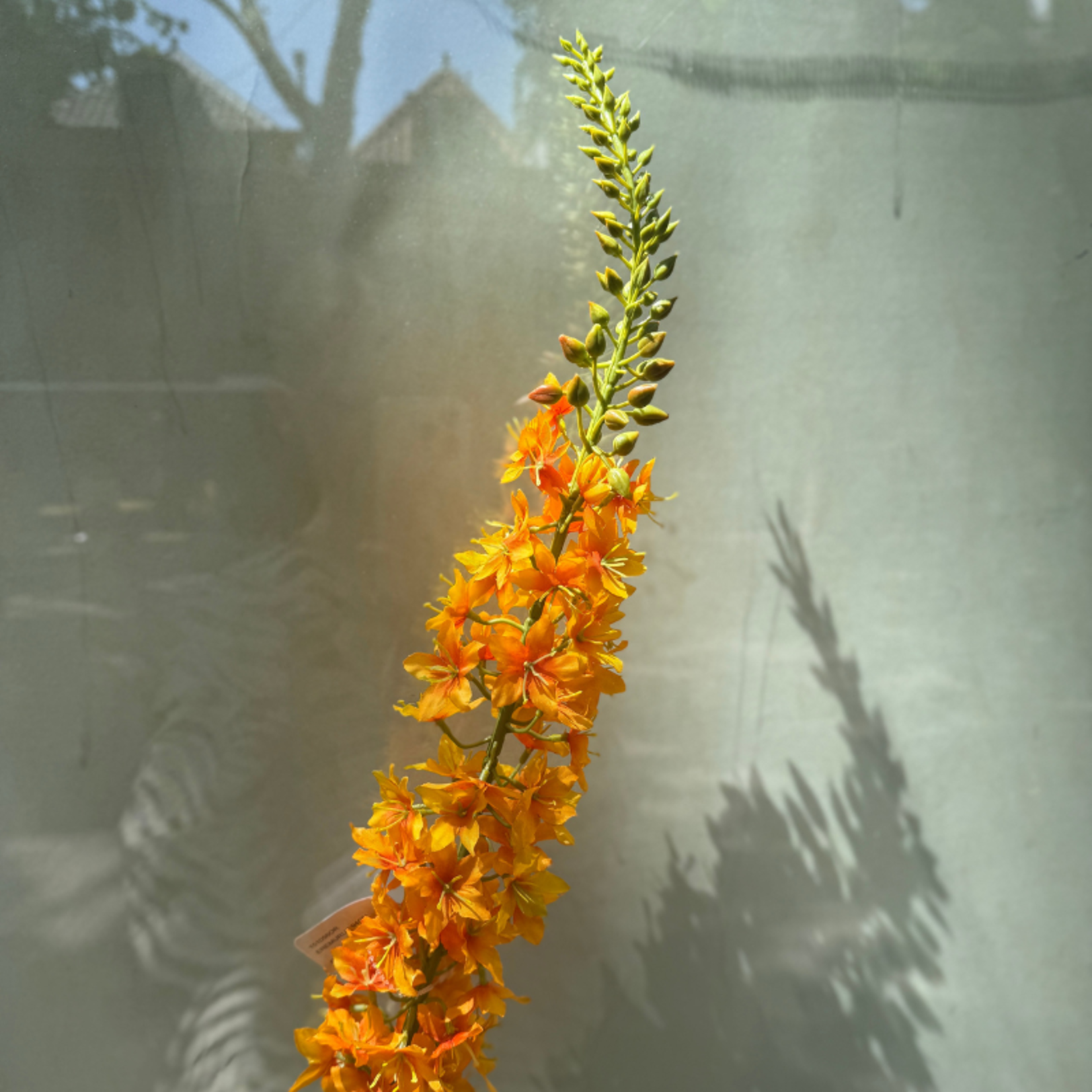 Zijden bloem - Eremurus - oranje