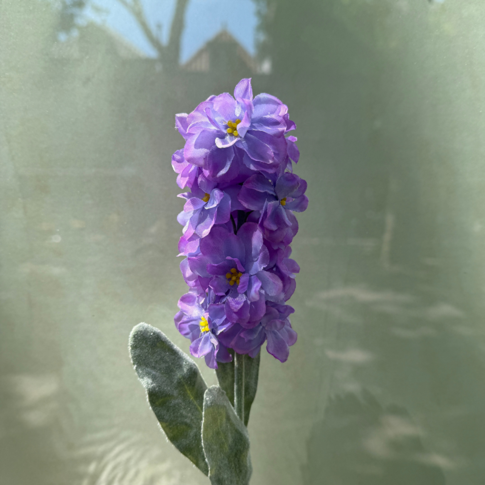 Zijden bloem - Matthiola - paars