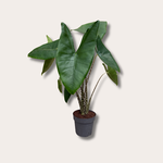 Alocasia Zebrina - M