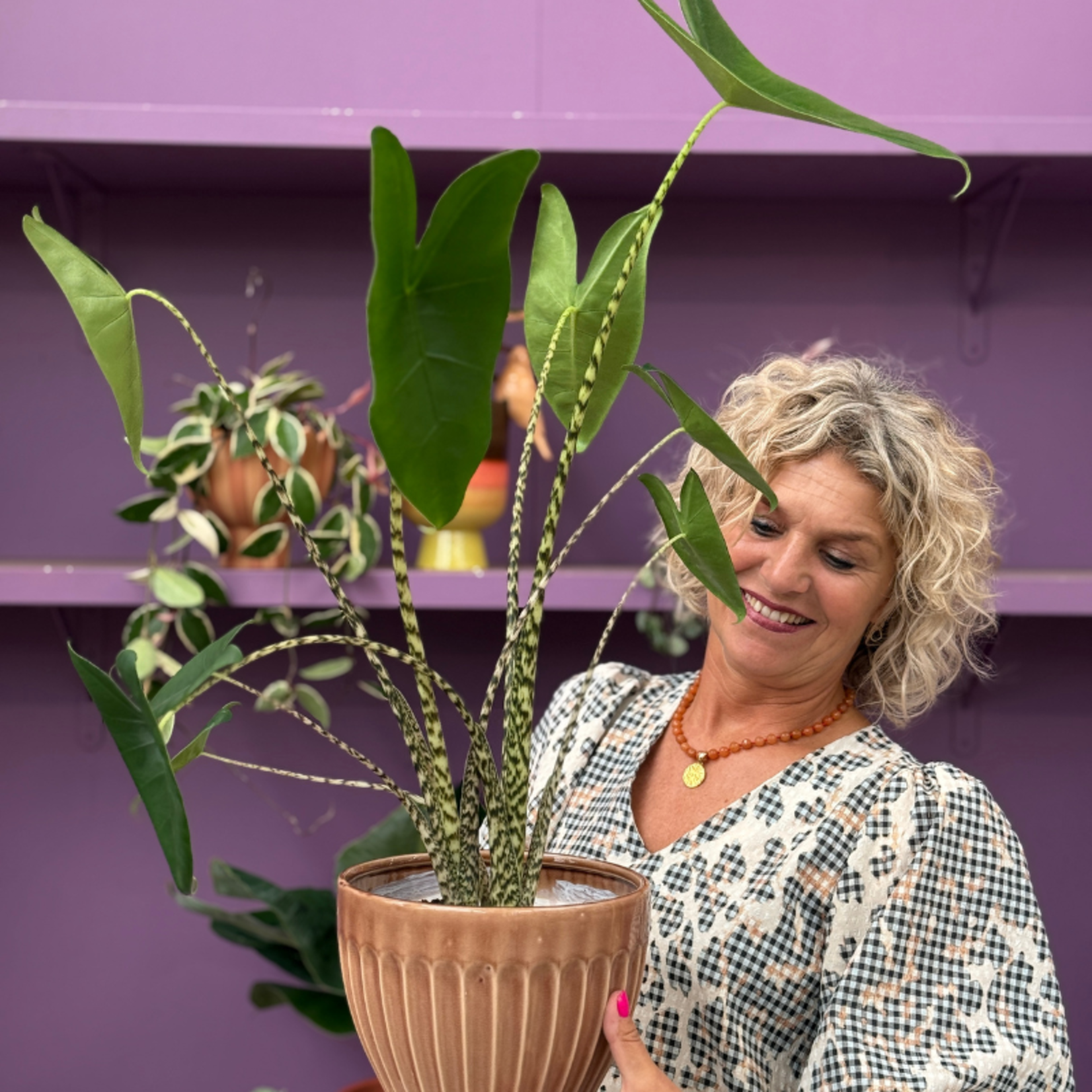 Alocasia Zebrina - M