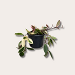 Hoya carnosa - Flamingo dream