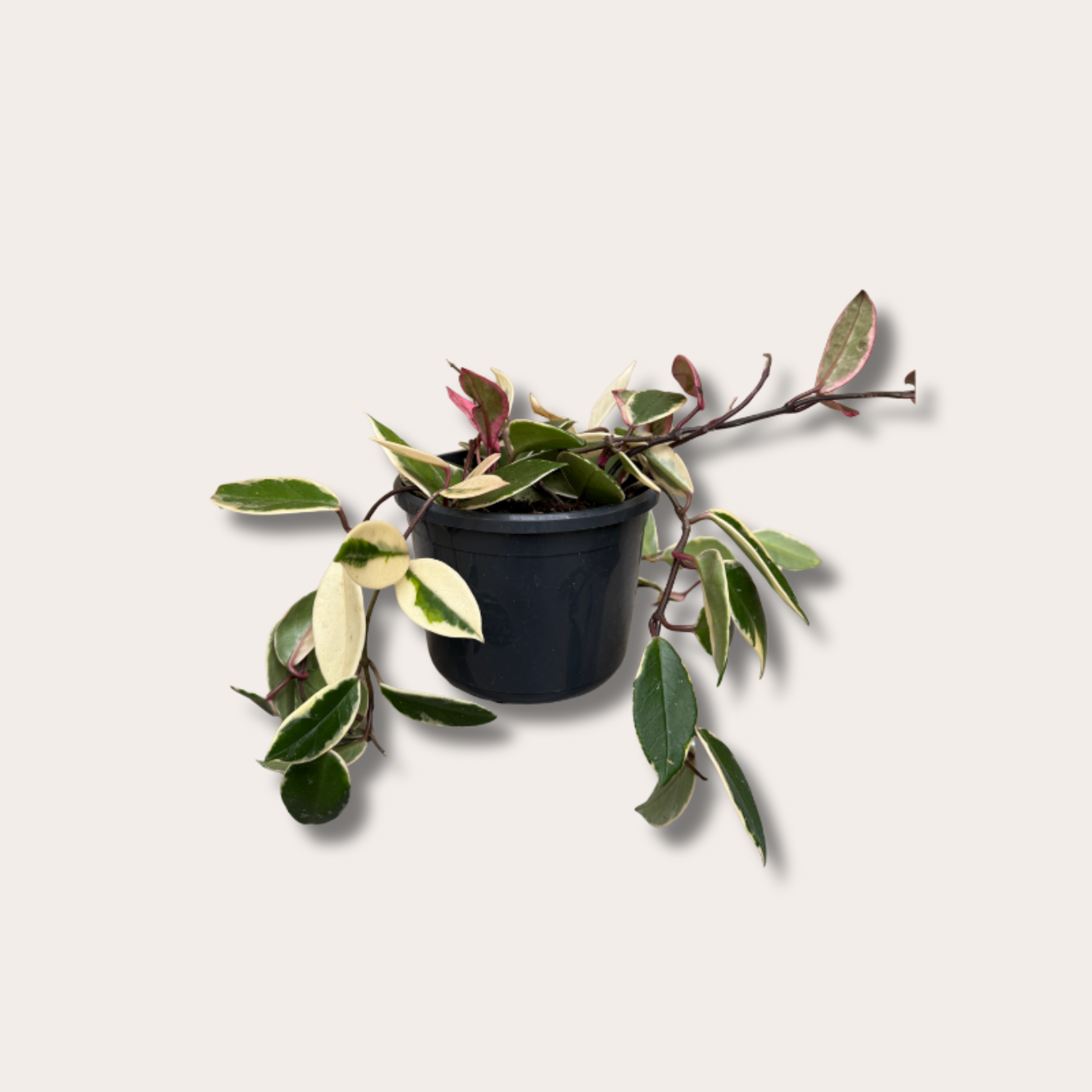 Hoya carnosa - Flamingo dream