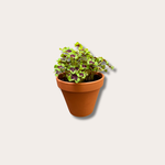 Oxalis Deppel