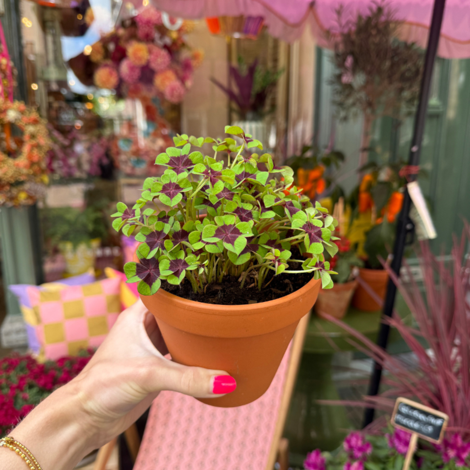 Oxalis Deppel