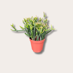 Rhipsalis burchelli