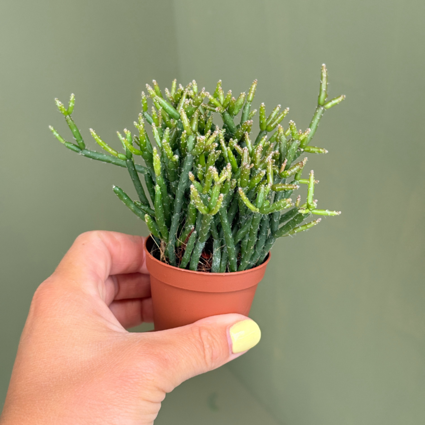 Rhipsalis burchelli