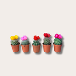 Cactussen met gedroogde bloemen