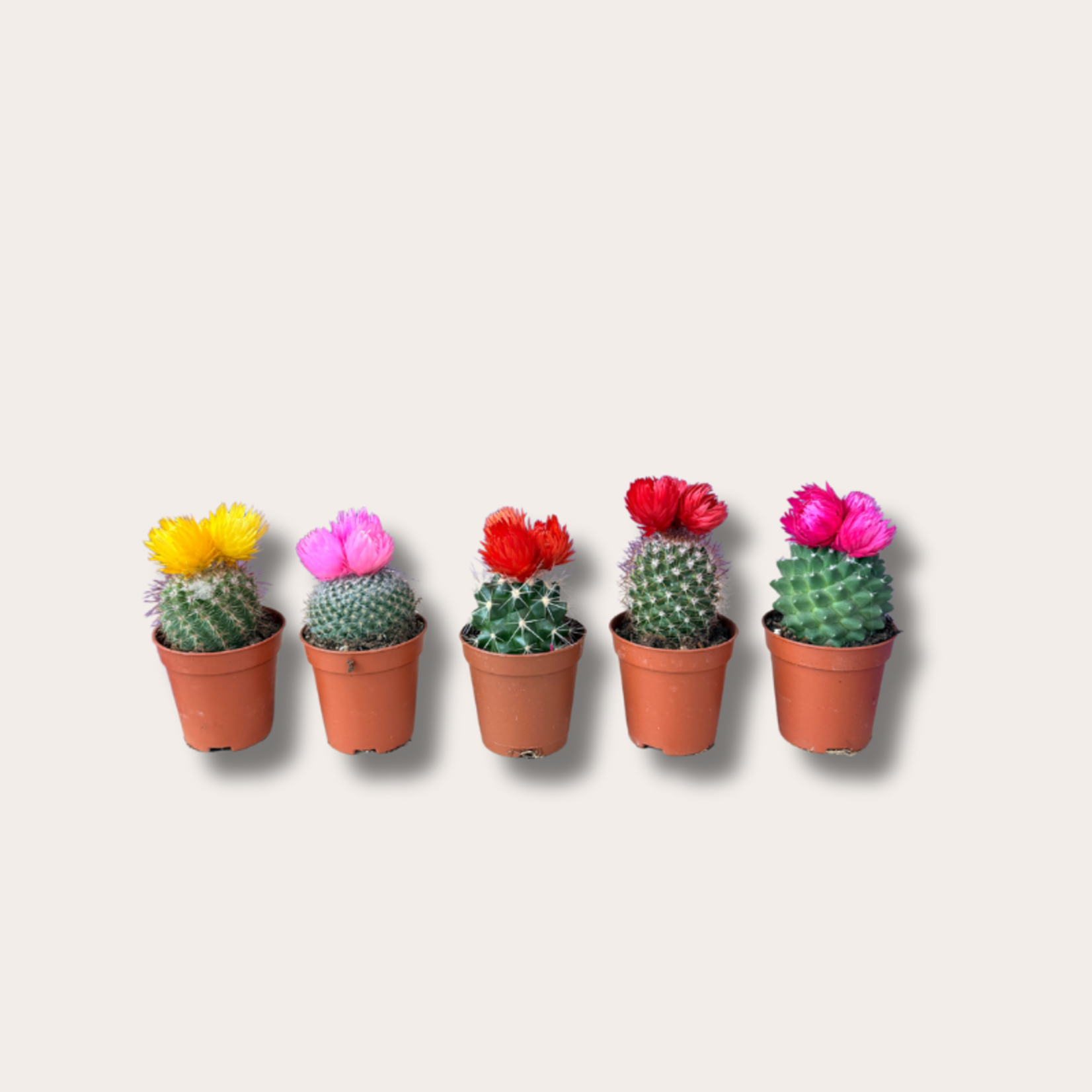 Cactussen met gedroogde bloemen