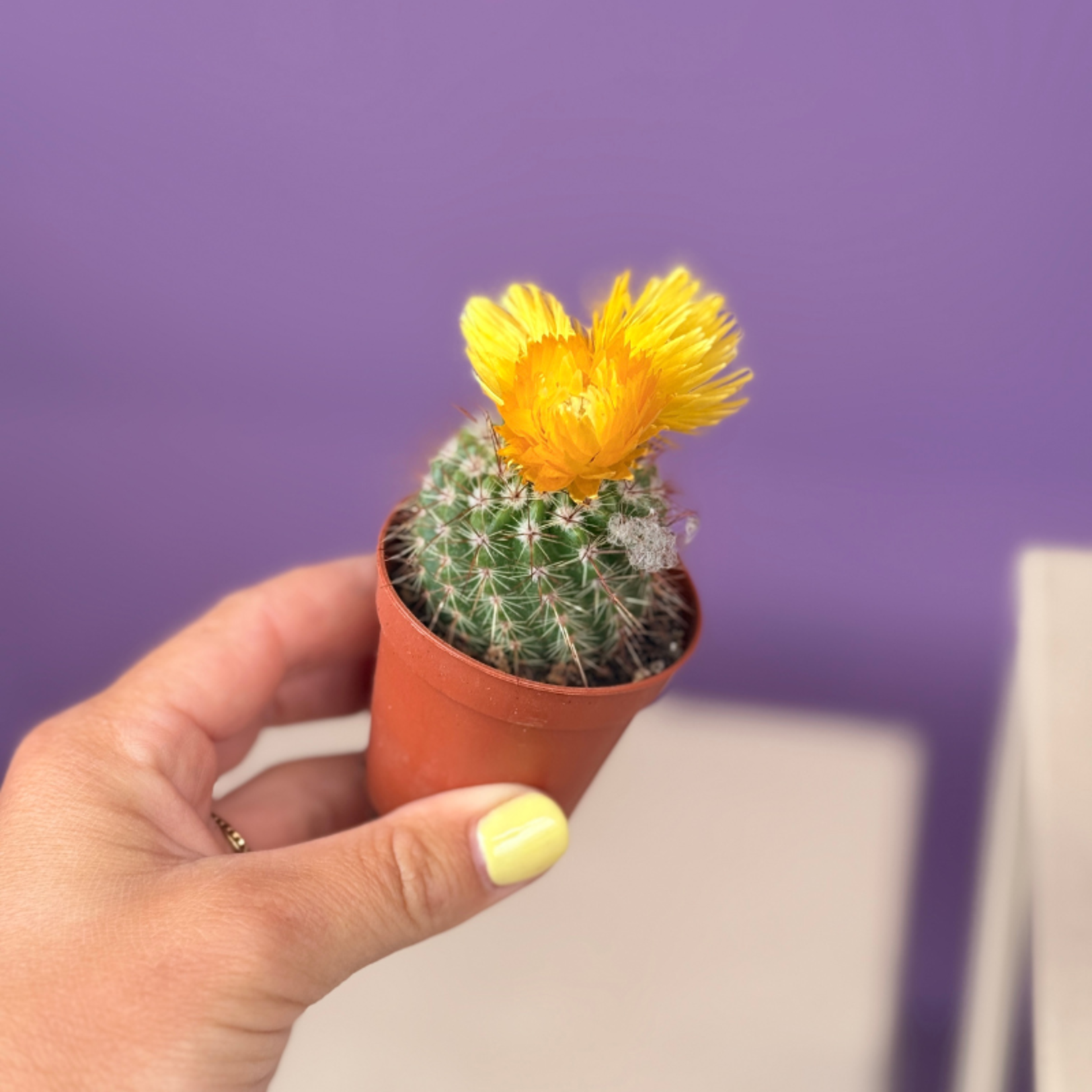 Cactussen met gedroogde bloemen