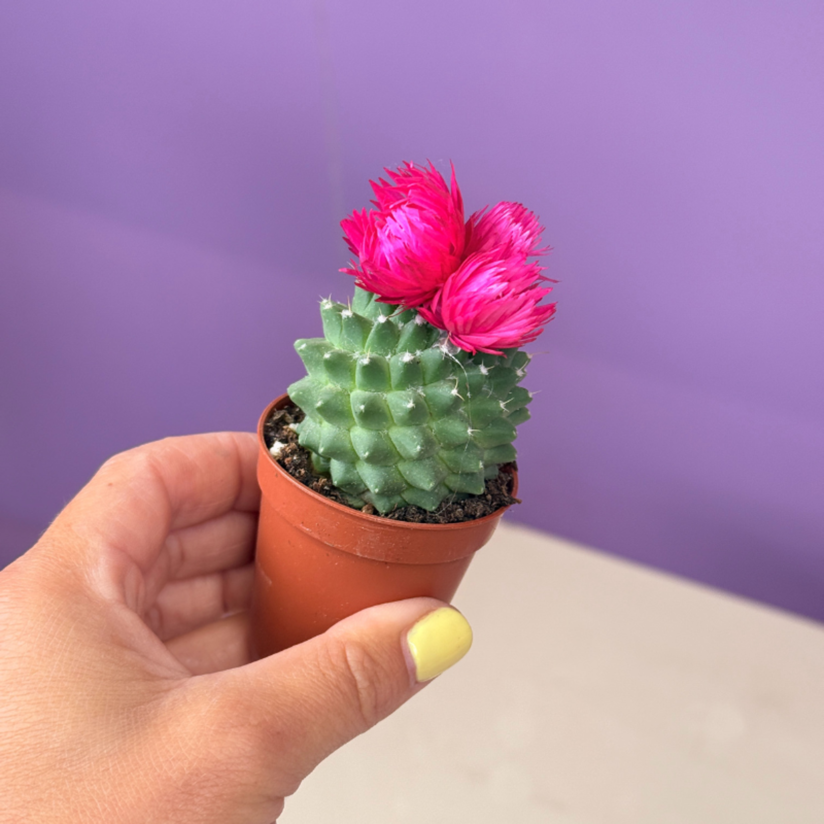 Cactussen met gedroogde bloemen