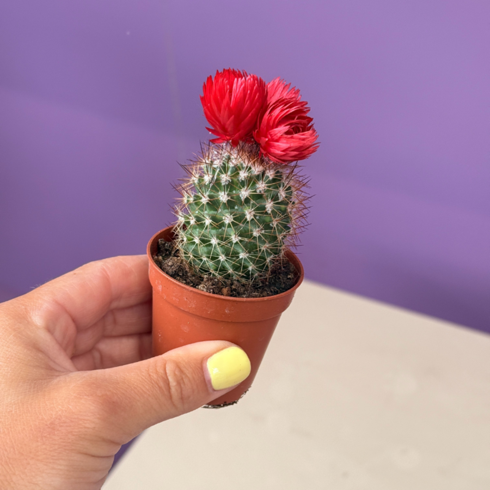 Cactussen met gedroogde bloemen