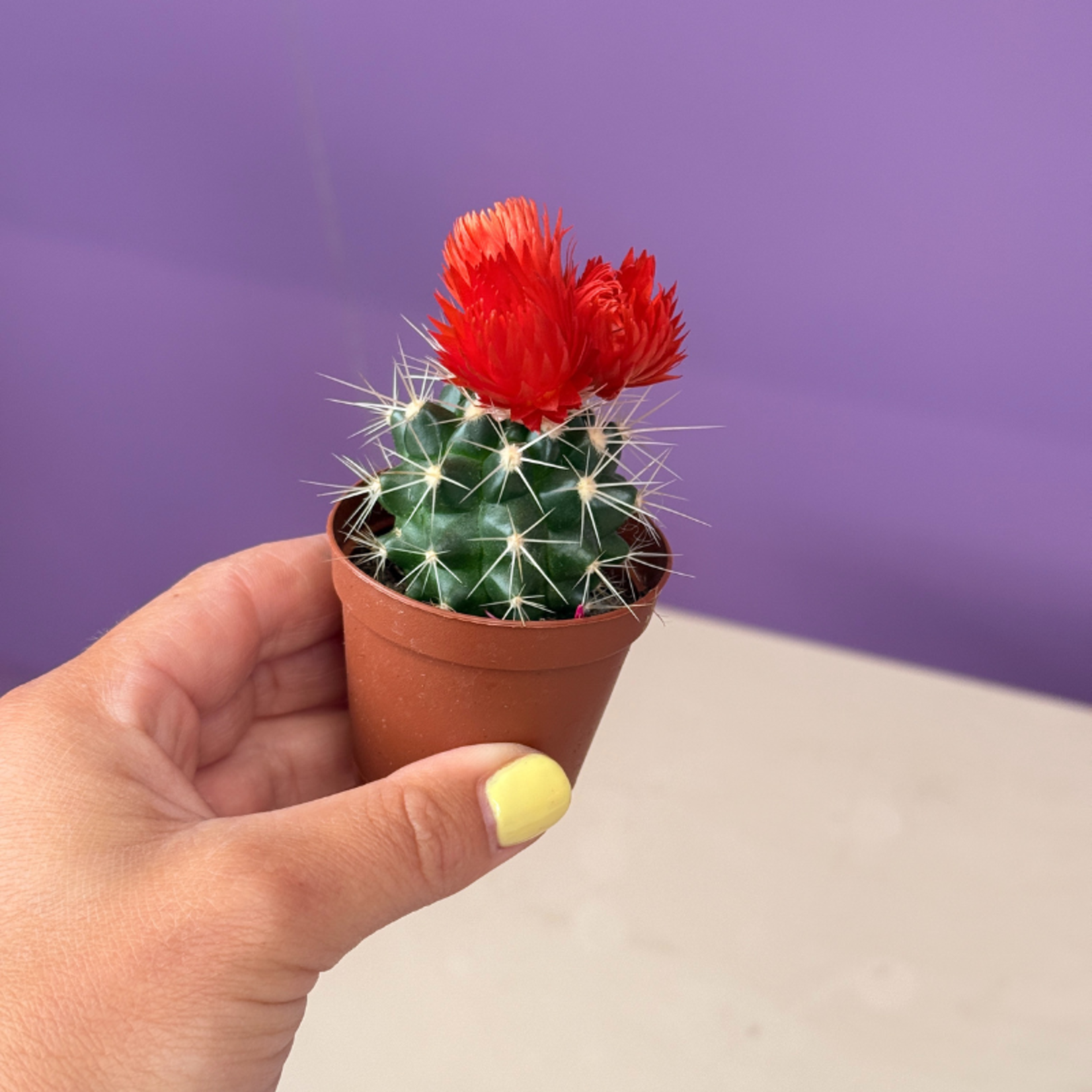 Cactussen met gedroogde bloemen